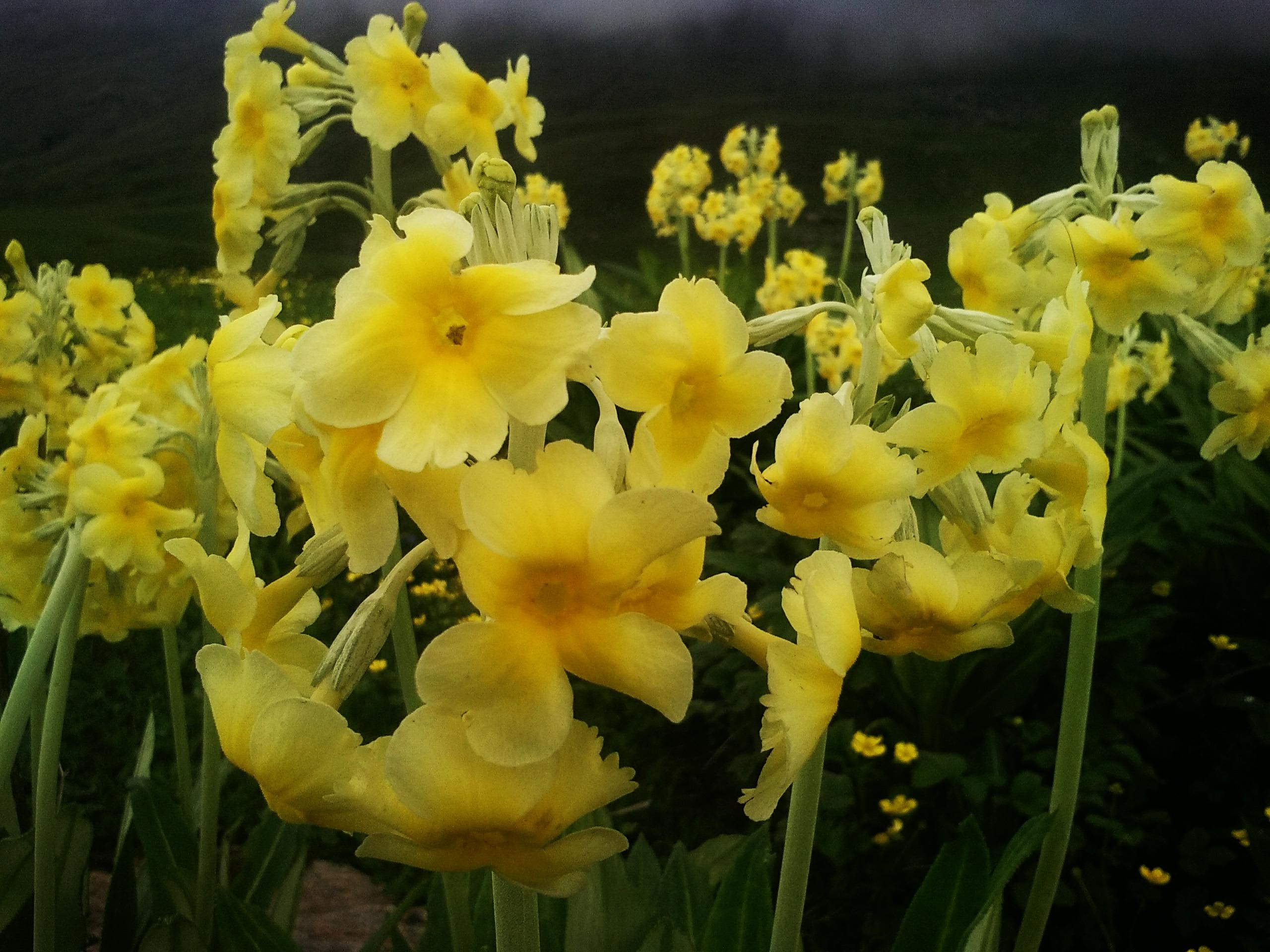 Kedarkantha Trek - Snow-covered peaks and winter wonderland